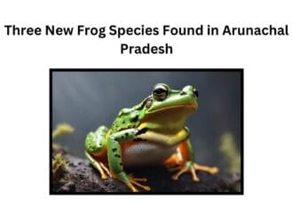 Three New Frog Species Found in Arunachal Pradesh