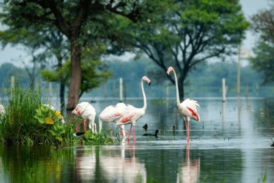 List Of The Wetland Sites In India