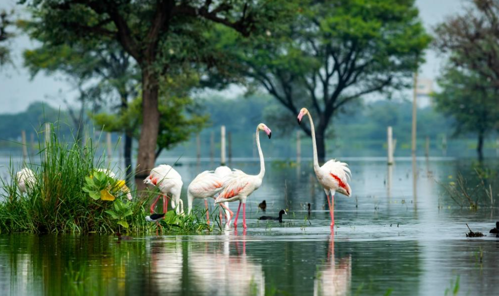 List Of The Wetland Sites In India