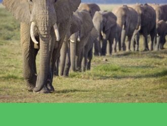 Do You Know these Amazing Facts About African Elephants?