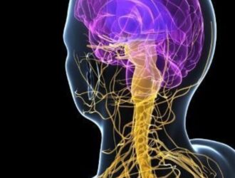 10 Unknown Facts About the Nervous System