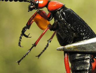 blister-beetle-blood_sidelink