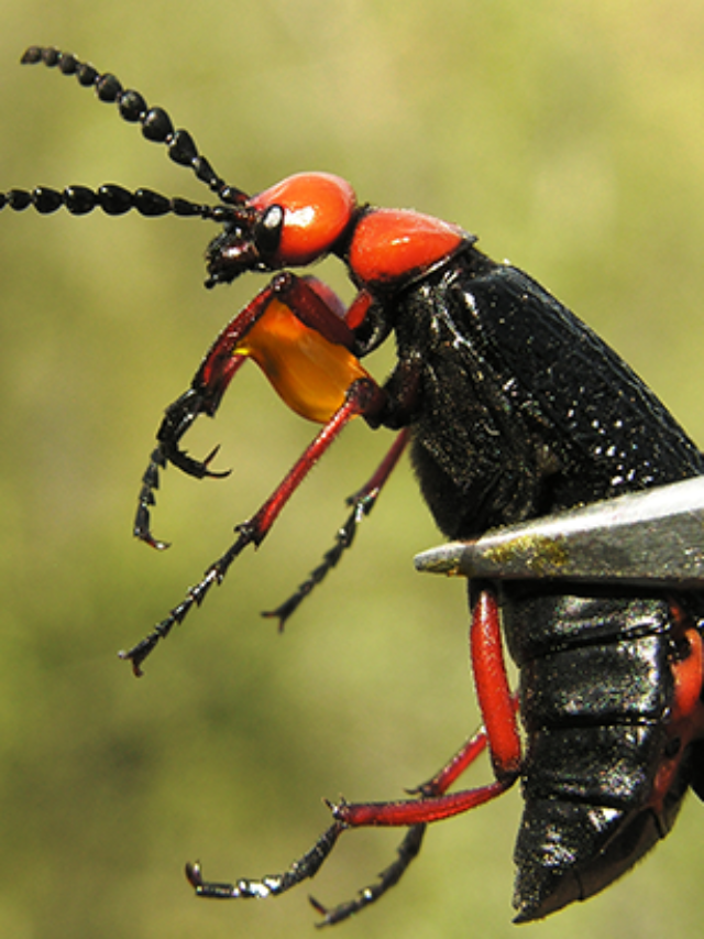 The 10 Most Dangerous Insects That Could Kill You!
