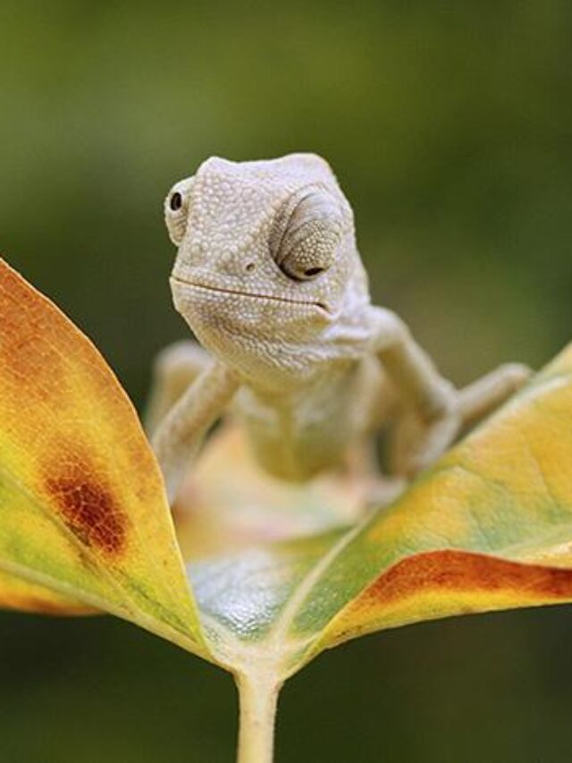 10 Amazing Facts About Lizards You Need to Know!